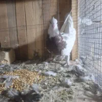 کبوتر یا کفتر طوقی|پرنده|قم, باجک یک|دیوار