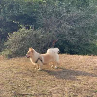سگ پاکوتاه