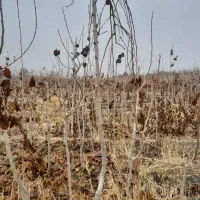 نهال توت|خدمات باغبانی و درختکاری|مشهد, درزآب|دیوار