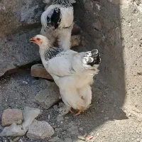 جوجه برهما