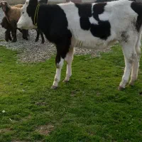 گوساله|حیوانات مزرعه|سرخنکلاته, |دیوار