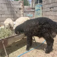 دو بره نر  یک ماده
