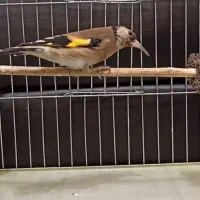 سهره دو رگ قواره بزرگ|پرنده|هشتگرد, شهرک افشاریه|دیوار