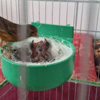 معامله|پرنده|یزدان شهر, |دیوار