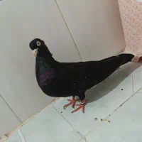 کبوتر زاغ آبادانی