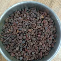 کشمش افتابی امسال