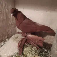 کبوتر|پرنده|تبریز, |دیوار