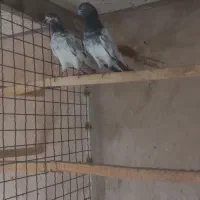 کبوتر پاکستانی پرشی