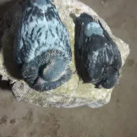 جوجه کبوتر مسافتی