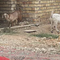 240متر-زمین-تجاری-مسکونی
