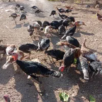 بوقلمون برونز و بوربون