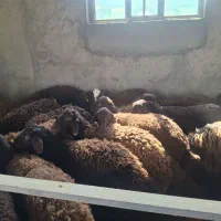 گوسفند بره چاق زنده