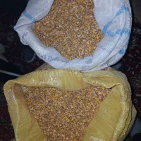 ذرت درجه یک کیلو ۵۰ هزار تومان