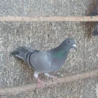 پلاکی جان آردن|پرنده|مبارکه, |دیوار