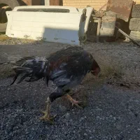 حیوانات خروس لاری|حیوانات مزرعه|اسلامشهر, ملکآباد|دیوار