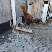 خروس لاری|حیوانات مزرعه|فیرورق, |دیوار