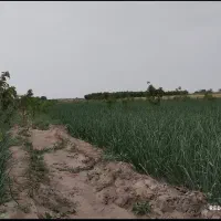 زمین ویلایی|فروش زمین و ملک کلنگی|صوفیان, |دیوار