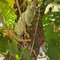 گربه گمشده/پیدا شده