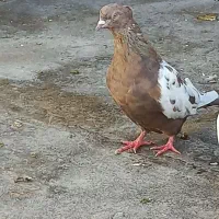 کبوتر