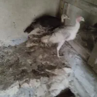 جوجه بوقلمون نر ماده هست|حیوانات مزرعه|قشم, |دیوار