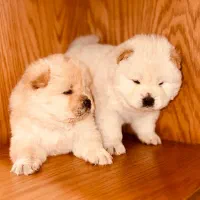 سگ چاوچاو چو چو