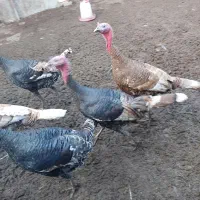 بوقلمون نر و ماده|حیوانات مزرعه|ینقاق, |دیوار