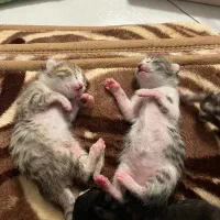 واگذاری رایگان گربه