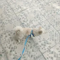 سگ پامر روباهی|سگ|بیستون, |دیوار