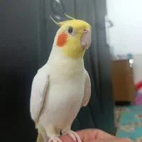 عروس هلندی نر سخنگو
