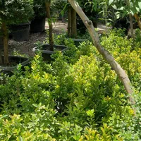 گل  و گیاه  زینتی   نمونه|خدمات باغبانی و درختکاری|صباشهر, |دیوار