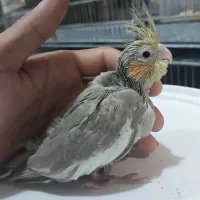 جوجه عروس هلندی سرلاکی و دونخور دستی|پرنده|امیدیه, |دیوار
