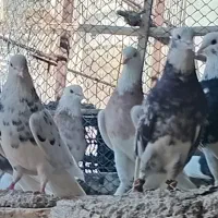 کفتر شازده هما