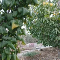 فروش-باغ-45o-متری-در-الوسجرد