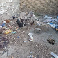 حیوانات مزرعه