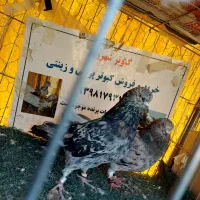 یه جفت سرور