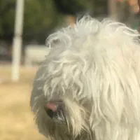 واگذاری سگ جفت