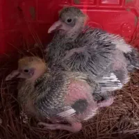 جوجه‌کبوتر‌م‌گرک