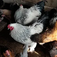 جوجه|حیوانات مزرعه|شیراز, تندگویان|دیوار