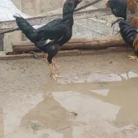 جفت مرغ وخروس