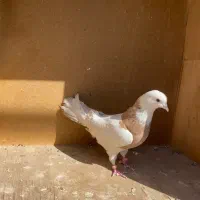 طوقی سفیدمهر غریب گیری|پرنده|اسلام‌شهر, زرافشان|دیوار