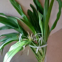 گل اشک ملکه|گل و گیاه طبیعی|شاهین‌شهر, شهرک سایت|دیوار