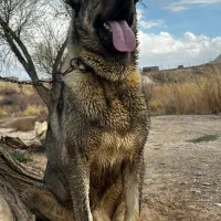 سگ پژدر|سگ|محلات, |دیوار