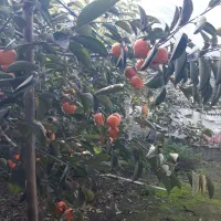 لاهیجان/ویلایی/رسالت|فروش خانه و ویلا|لاهیجان, لیل|دیوار