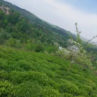 زمین باغی|فروش زمین و ملک کلنگی|سیاهکل, |دیوار