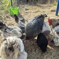 بوقلمون ماده|حیوانات مزرعه|تهران, نازی‌آباد|دیوار