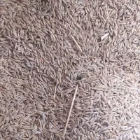 ۵۰ کیسه جو محلی|حیوانات مزرعه|آبدانان, |دیوار