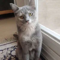 واگذاری گربه ماده|گربه|اصفهان, بهارستان|دیوار