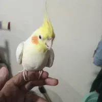 عروس،هلندی|پرنده|مشهد, رضاییه|دیوار