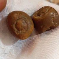 مهره هبهاب افریقی نرماده بشرط فعال