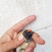 گلبسر|پرنده|مهاجران, |دیوار